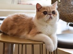 -飞行喵MR PILOT|猫舍·猫咖(静安大融城店)