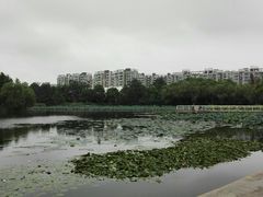 -新江湾城公园