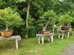 -盆景园(扬州大运河文化旅游度假区)