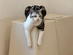 -有喵·猫咖·狗咖·30几只猫10只小狗(岗厦店)