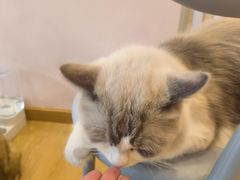 -猫咪派对(江南西店)