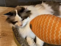 -白兔子密室(长寿路店)