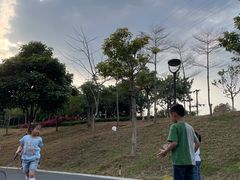 -王借岗森林公园