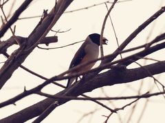 -大兴滨河森林公园