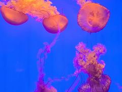 -上海海洋水族馆