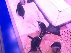 -暹罗海洋世界
