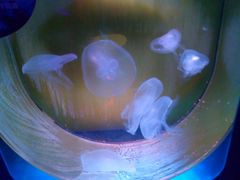 -芜湖新华联大白鲸海洋公园