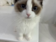 -喵的天空名猫咖啡馆·撸猫·猫舍·用品