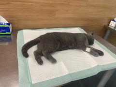 -爱侣宠医·鹦鹉专科·小型哺乳类·异宠专科(灵石路店)