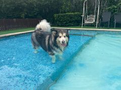 -汪说喵讲宠物乐园宠物酒店(红星美凯龙店)