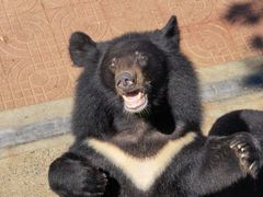 -西霞口神雕山野生动物世界