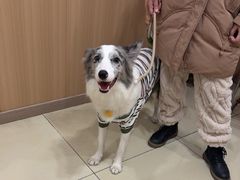 -米苏动物医院·犬猫专科·骨科外科内窥镜