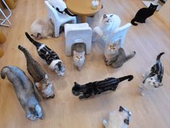 -有喵·猫咖·狗咖·30几只猫10只小狗(岗厦店)