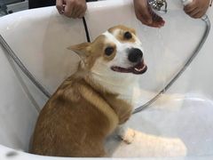 -momokira米努特·德文卷毛猫·棉花面纱犬