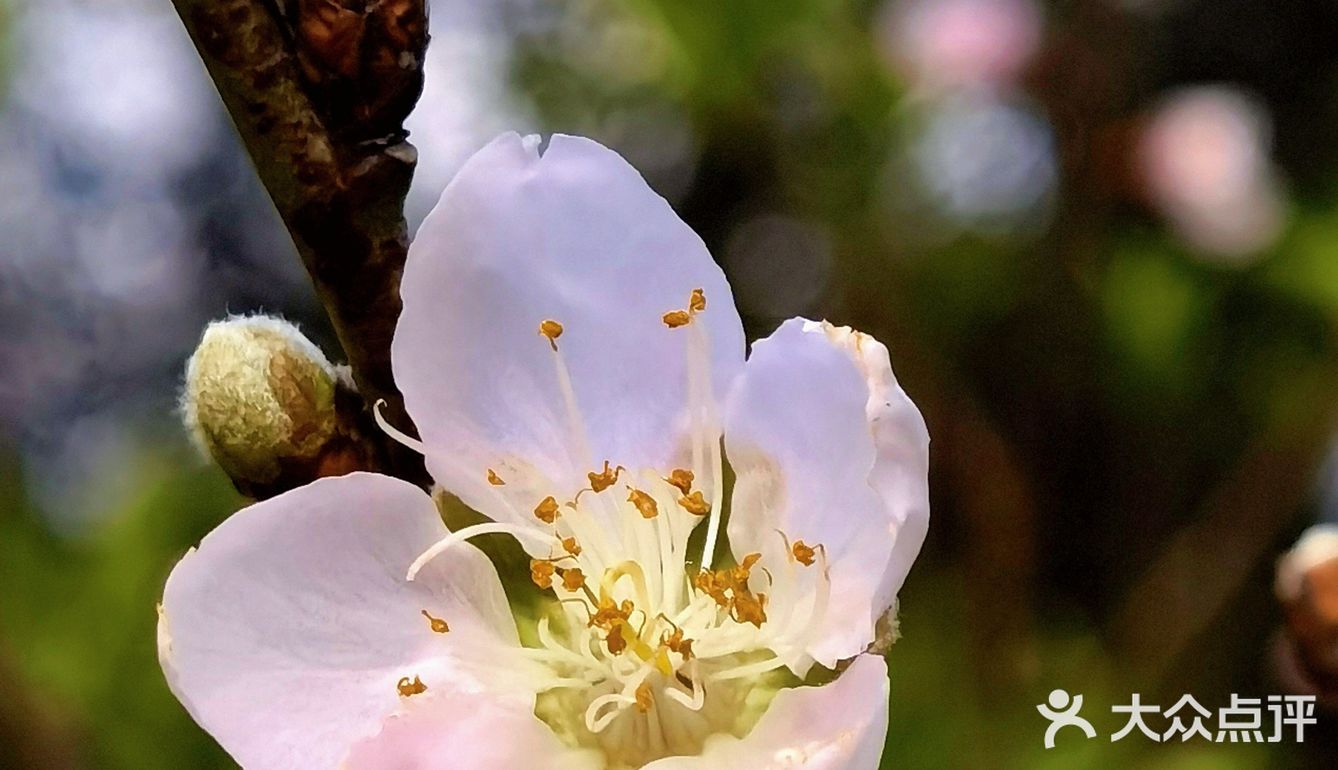深圳人的后花园|暖暖的春风迎面桃花朵朵开