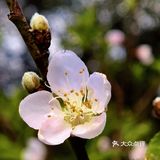 深圳人的后花园|暖暖的春风迎面桃花朵朵开