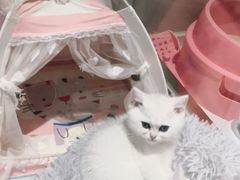 -糯米喵星人总部直营旗舰店·猫舍·幼猫出售