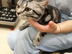 -福懋动物医院·犬猫全科·外科·重症科(杏林分院)