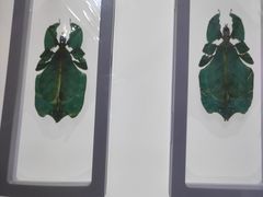 -上海昆虫博物馆