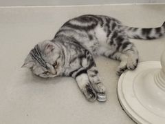 -共舞时光猫咖·狗咖(新街口店)