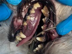 -关爱动物医院·心脏·中兽医·异宠(金牛路分院)