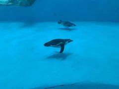 -帝企鹅自助餐厅•儿童岛•真企鹅(长隆企鹅酒店)