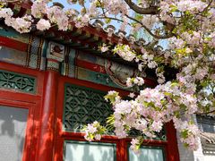 -海棠花溪(元大都城垣遗址公园)