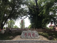 -大槐树寻根祭祖园