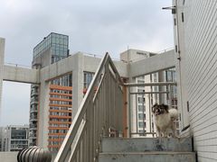 -瑞派动物医院·猫专科·至诚(江南中分院)