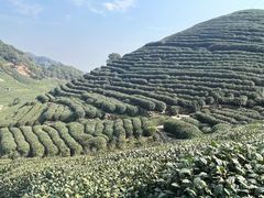 -龙坞茶村