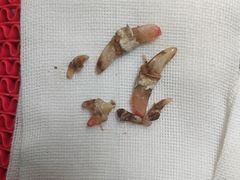 -喜多萌中农锦绣动物医院24H·猫科·牙科MRI·CT
