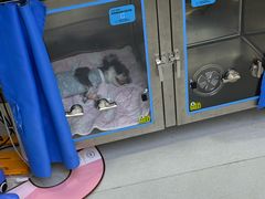 -谐和益家动物医院·免疫绝育·血液透析·宠保定点医院(高新伊藤分院)