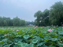 -东升八家郊野公园