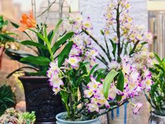 -双季花艺园艺市场(浦东店)