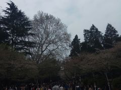 -武汉大学-樱园