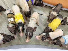 -猪盟咖啡店(玖洲道店)