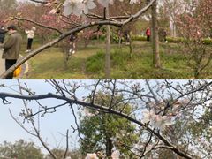 -顾村公园