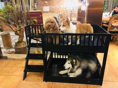 -more than meow吴止猫主题餐厅(承德 中船汇店)