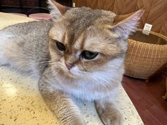 -MOCHA明星猫咖(田子坊店)