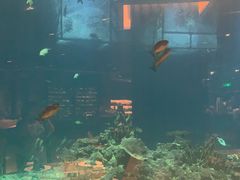-海棠湾洲际-涛·海底餐厅·美人鱼·自助餐·海底隧道