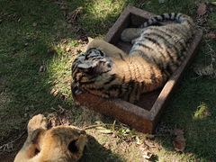 -西霞口神雕山野生动物世界