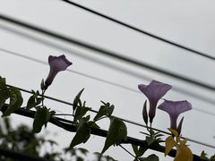 -长洲岛