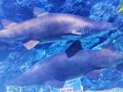 -暹罗海洋世界