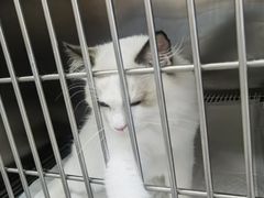 -中农国际动物医院24小时·猫科·骨科·急重症中心