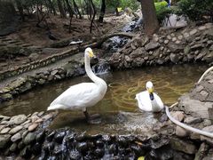 -燕塞湖鸟语林景区
