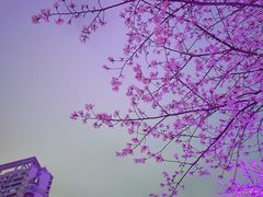 -西北湖绿化广场