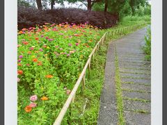 -长兴太湖图影湿地文化园