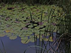 -大连植物园