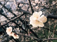 -上海市龙华烈士陵园