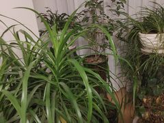 -逸栈养生SPA(望京店)